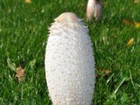 Geschubde inktzwam 001