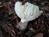 Grofplaatrussula