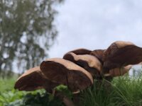 Honingszwam