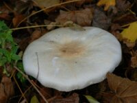 Nevelzwam (1)