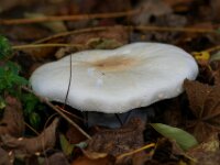 Nevelzwam (2)