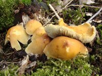 Russula  (3)