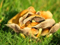Schijnridderzwam (12)