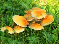 Schijnridderzwam (4)