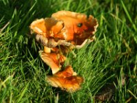 Schijnridderzwam (6)