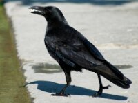 Vogels 45