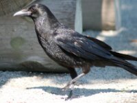 Vogels 46
