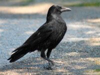 Vogels 48