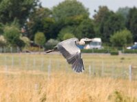 Reiger (10)