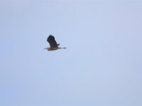 Reiger (14)