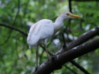 Reiger (16)