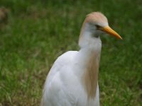 Reiger (17)