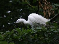 Reiger (18)