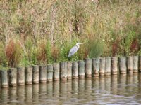 Reiger (23)