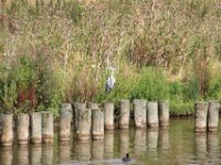 Reiger (3)
