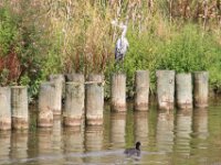 Reiger (4)