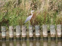 Reiger (6)