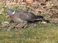 Vogels 12