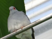 Vogels 43
