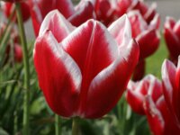 Tulpen