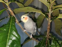 RIP Chico onze pratende valkparkiet werd 19 1/2 jaar oud.
