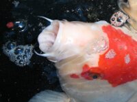 Koi 000