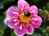 Bloemen 079
