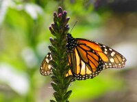 Bodensee Insel Mainau Butterfly 02
