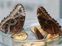 Bodensee Insel Mainau Butterfly 03