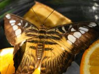 Bodensee Insel Mainau Butterfly 10