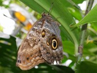 Bodensee Insel Mainau Butterfly 13