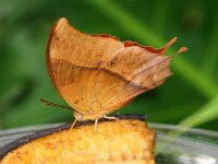 Bodensee Insel Mainau Butterfly 14