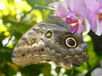 Bodensee Insel Mainau Butterfly 16