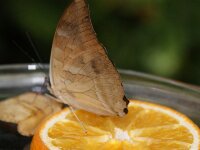 Bodensee Insel Mainau Butterfly 22