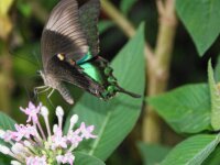 Bodensee Insel Mainau Butterfly 30