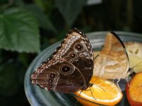 Bodensee Insel Mainau Butterfly 37