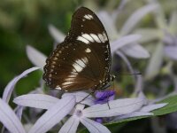 Bodensee Insel Mainau Butterfly 42