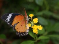 Bodensee Insel Mainau Butterfly 48