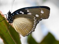Bodensee Insel Mainau Butterfly 52