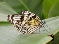 DSCF0808