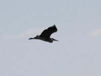 Zilverreiger