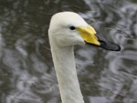 Zwaan (2)