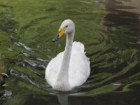 Zwaan (3)