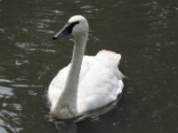 Zwaan (4)