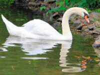 Zwaan111 (2)