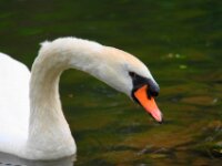 Zwaan111 (3)
