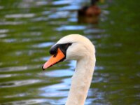 Zwaan111