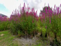 Natuurdomein "De Kam" Tielt - 02 aug 2020 © Acx Dirk
