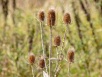 Natuurdomein "De Kam" Tielt - 02 aug 2020 © Acx Dirk