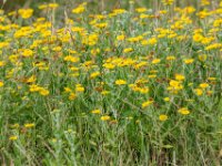 Natuurdomein "De Kam" Tielt - 02 aug 2020 © Acx Dirk